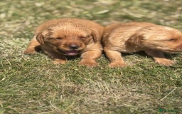 Goldador dogs for sale: Fox red goldador puppies ❤️ - Image 9