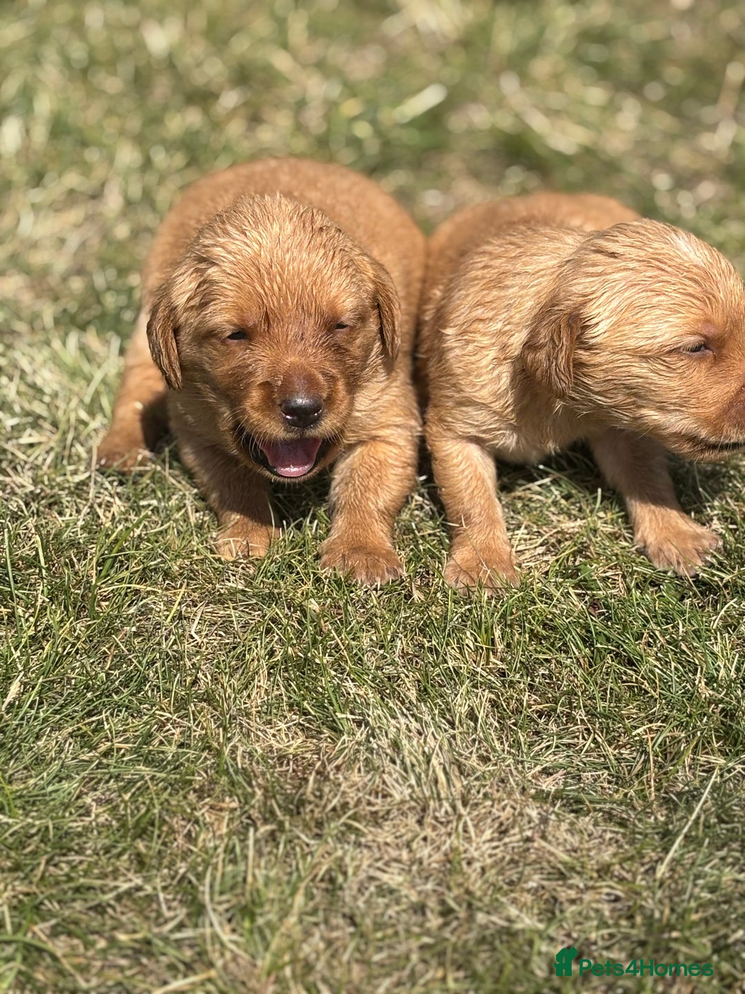 Goldador dogs for sale: Fox red goldador puppies ❤️ - Image 9