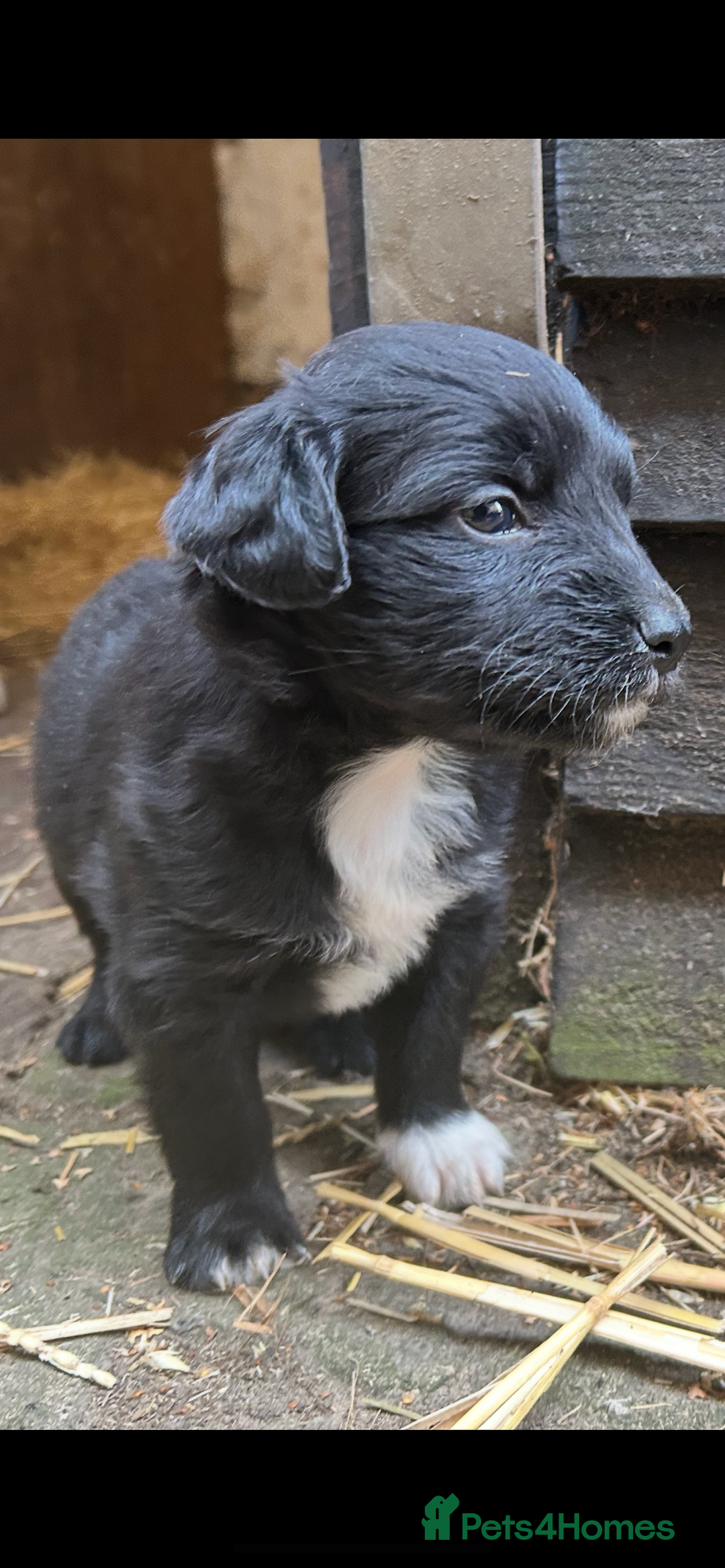 Mixed Breed dogs for sale: Cocker spaniel cross border collie puppies - Image 6