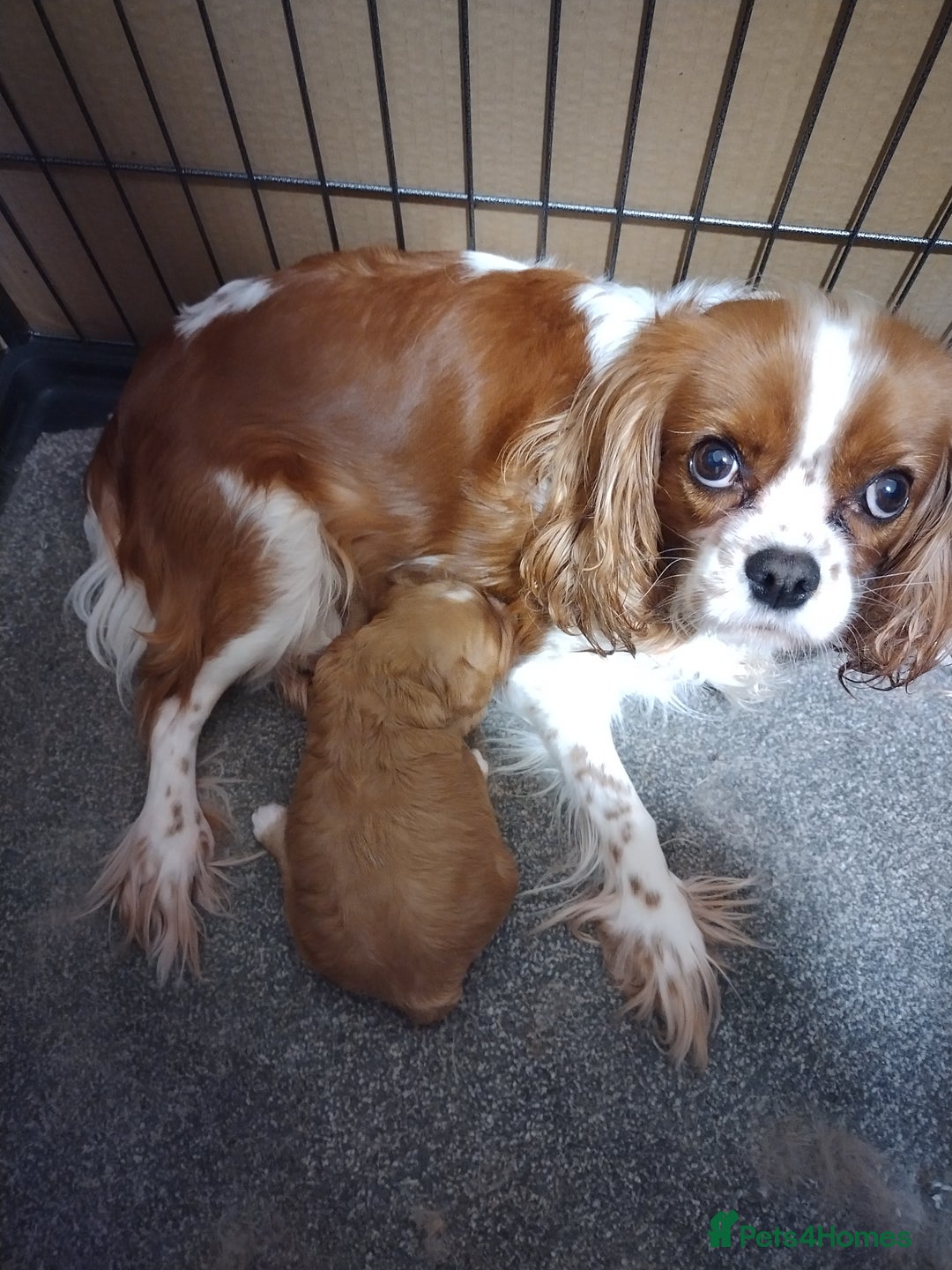 Cavapoo dogs for sale: Cavapoo - Advert 4