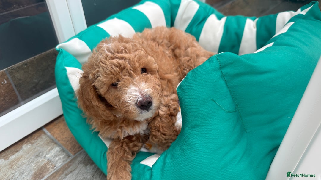 Poochon dogs for sale: 🐾 Adorable Mini Poochon Puppy – Milo 🐾 - Image 14