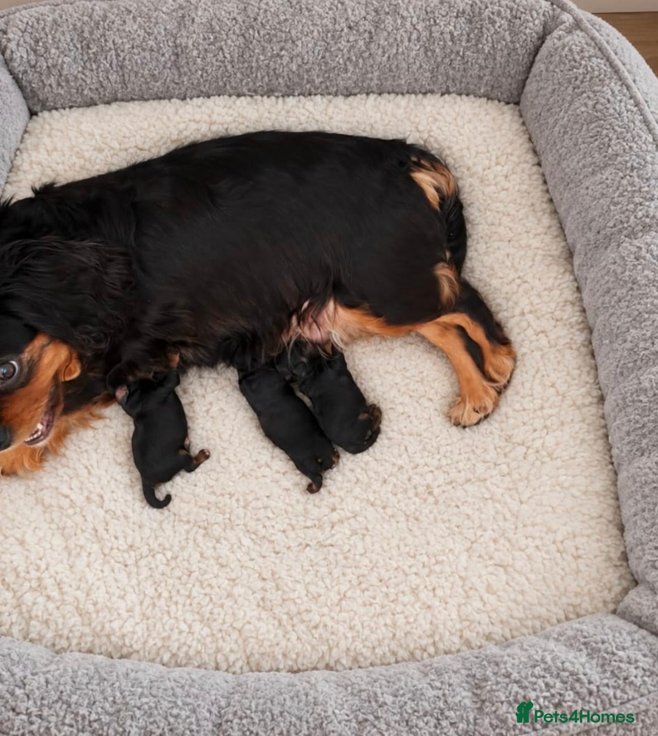Cavapoo dogs Beautiful Cavapoo puppies  - Advert 1