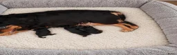 Cavapoo dogs for sale: Beautiful Cavapoo puppies  - Advert 1