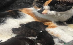 Mixed Breed cats for sale: 4 beautiful kittens  - Image 7