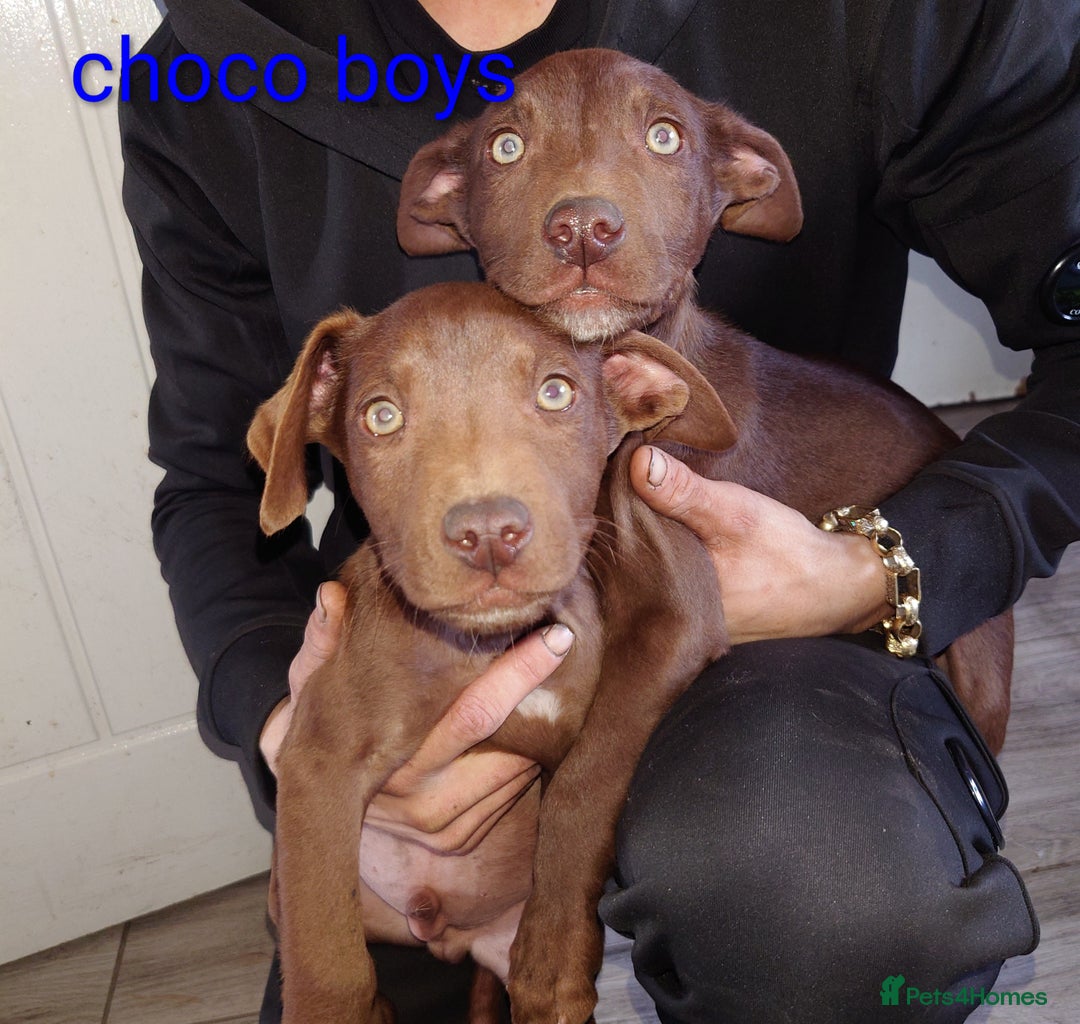 Mixed Breed dogs for sale: Mix breed  - Image 5