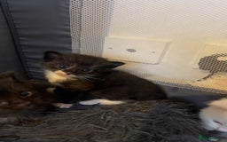 Ragdoll cats for sale: Rag doll and Maine coon cross - Image 12