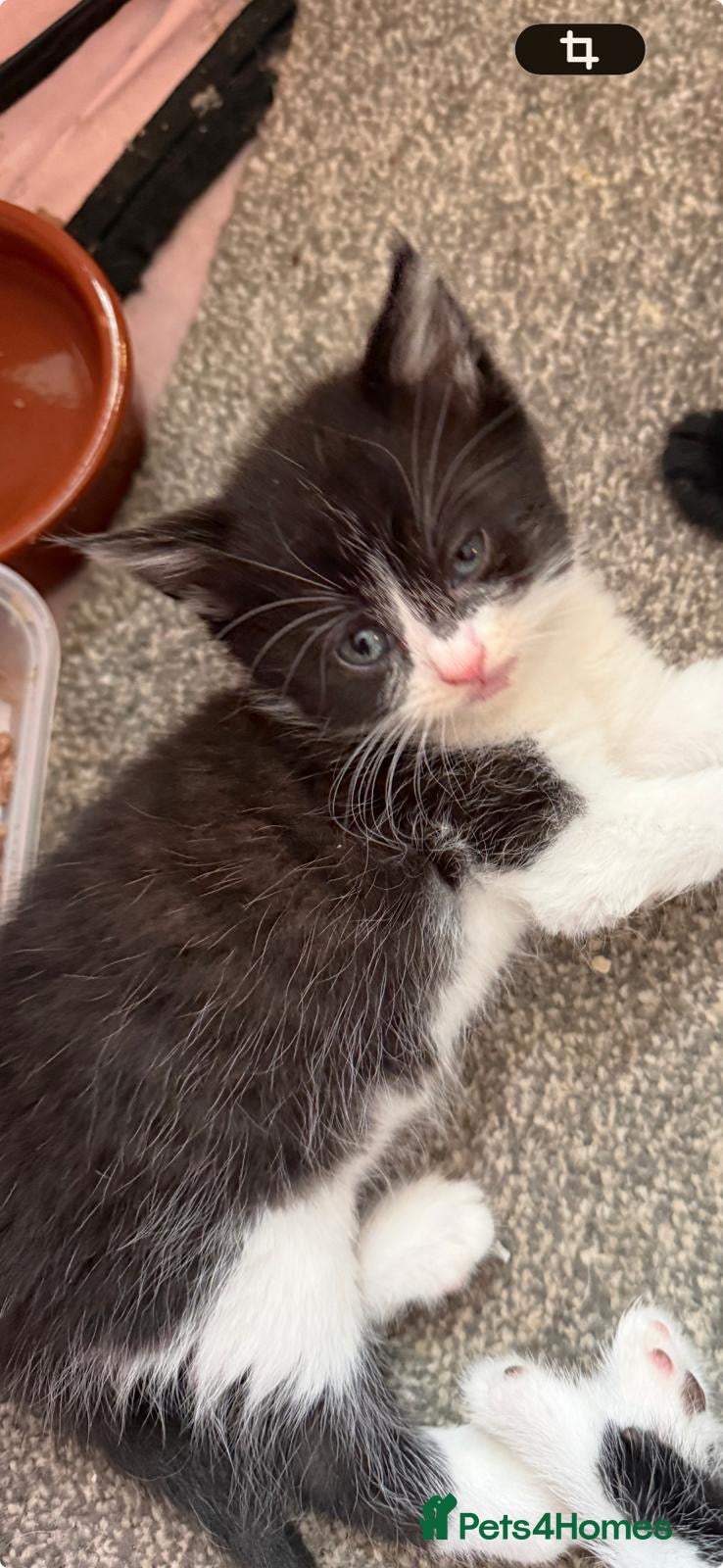 Mixed Breed cats Kittens  - Advert 2