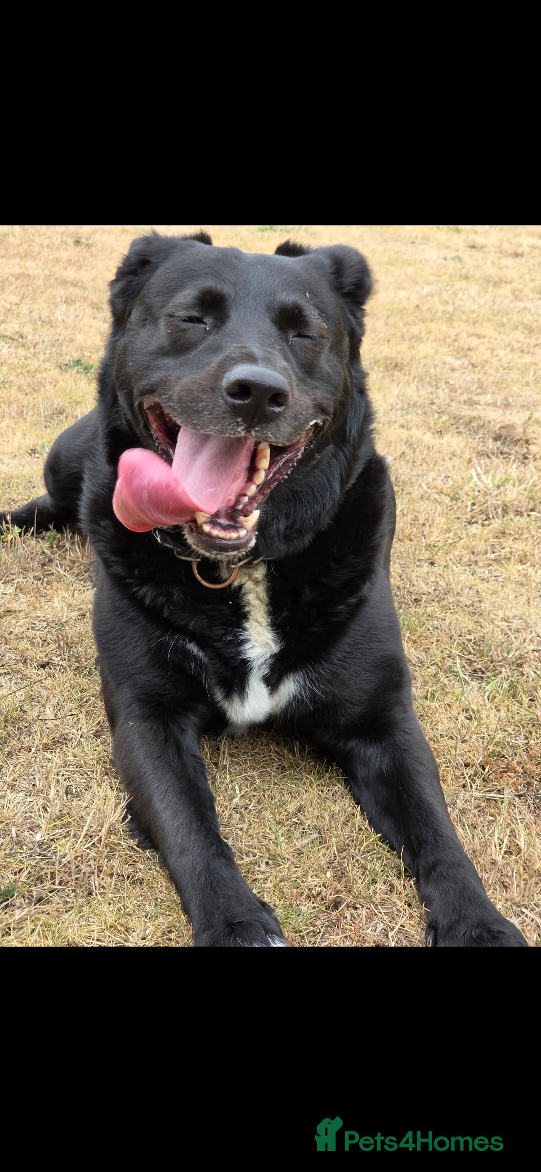 Borador dogs for sale: Borador Pups ready 5th October  - Image 14