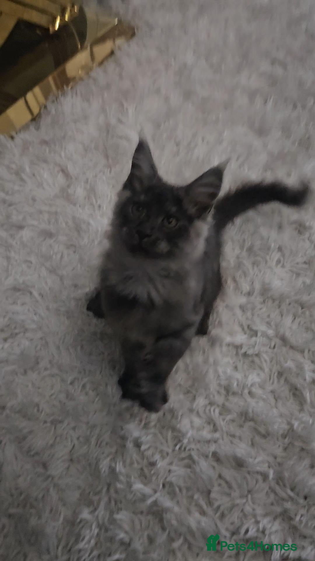 Maine Coon cats TICA Registered Maine Coon Kittens. - Advert 15