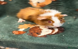 Guinea Pig rodents for sale: Young boars - Image 1