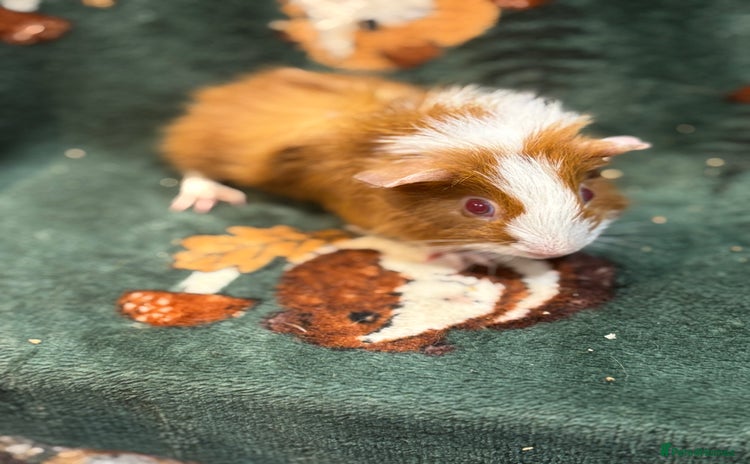Guinea Pig rodents - Advert 5