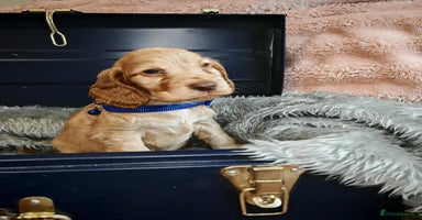 Cocker Spaniel dogs - Advert 12