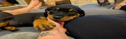 Rottweiler dogs for sale: One Rottweiler puppy available (female) - Advert 5