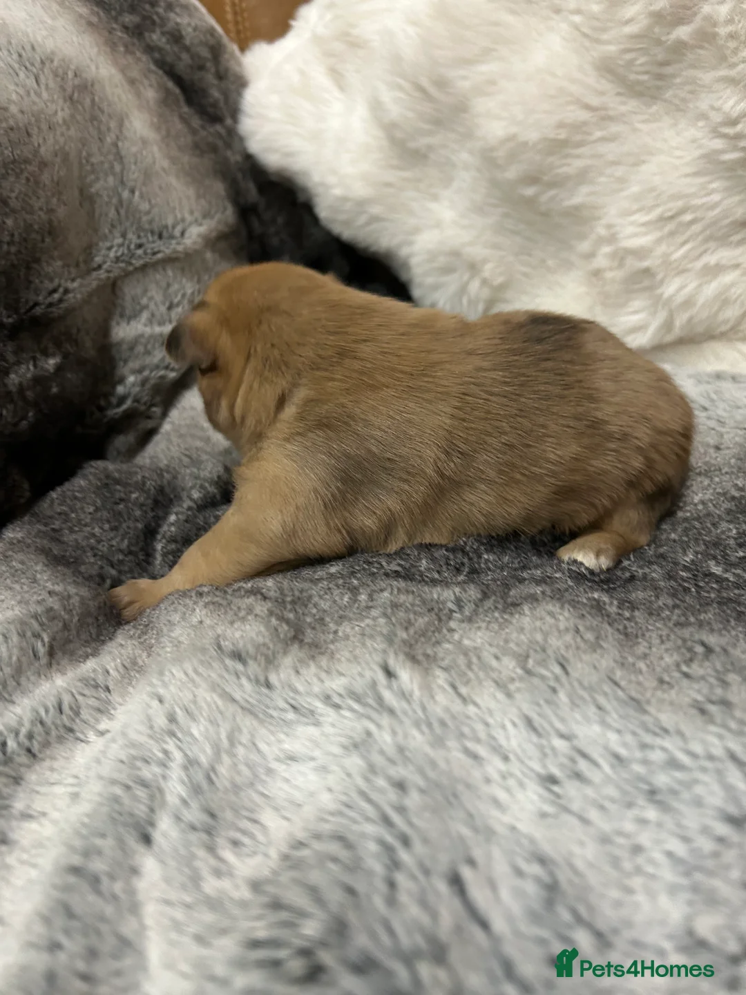 Mixed Breed dogs for sale: Miniature dachshund pomeranian sausage dog small  - Advert 30