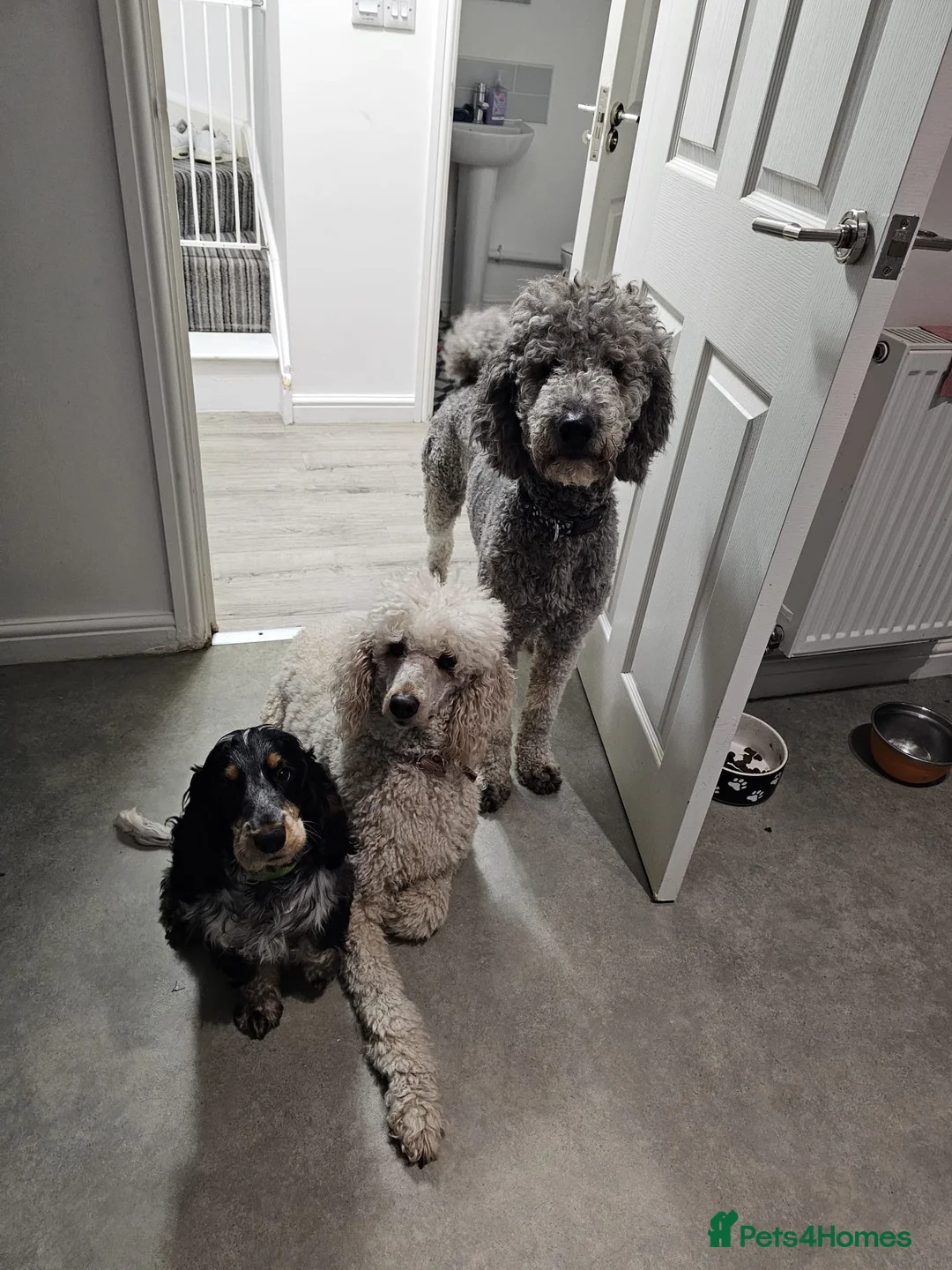 Standard Poodle dogs for stud: KC Standard Poodle Stud  - Advert 2