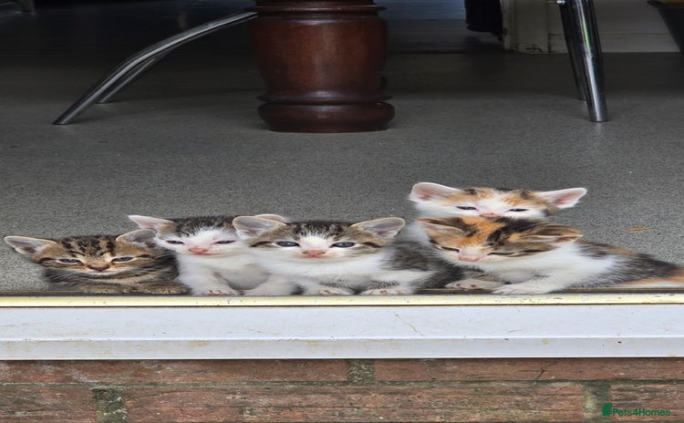 Mixed Breed cats - Advert 14