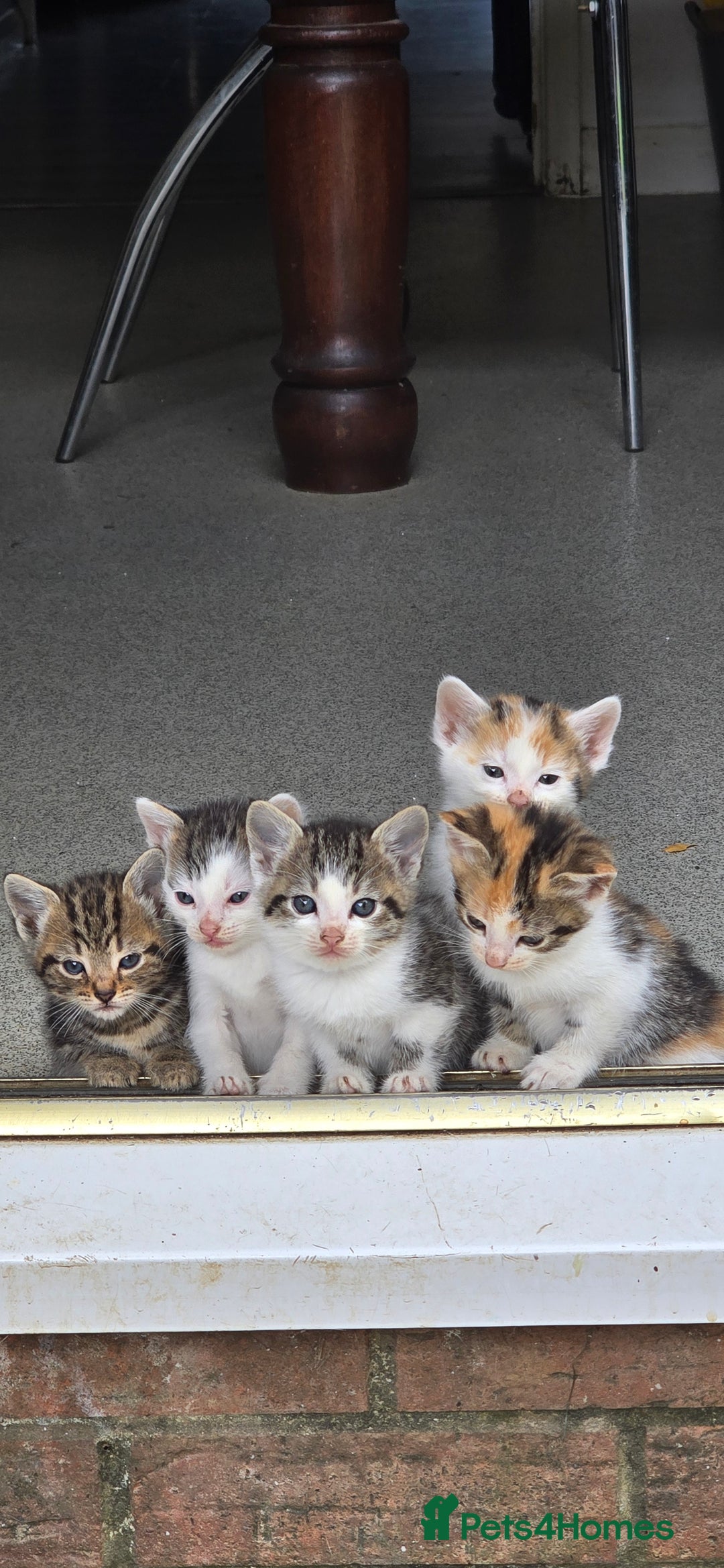 Mixed Breed cats for sale: Gorgeous Bengal X kittens - Image 1