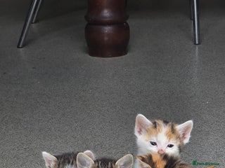 Mixed Breed cats - Advert 4