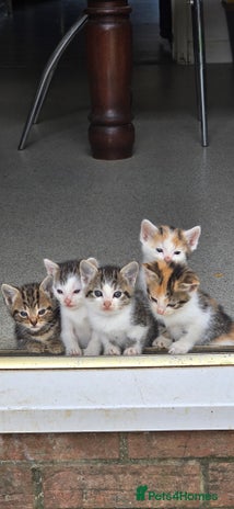 Mixed Breed cats - Advert 10