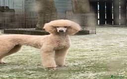 Goldendoodle dogs for sale: 💛F1 Castlecorrie Goldendoodle💛 - Advert 20