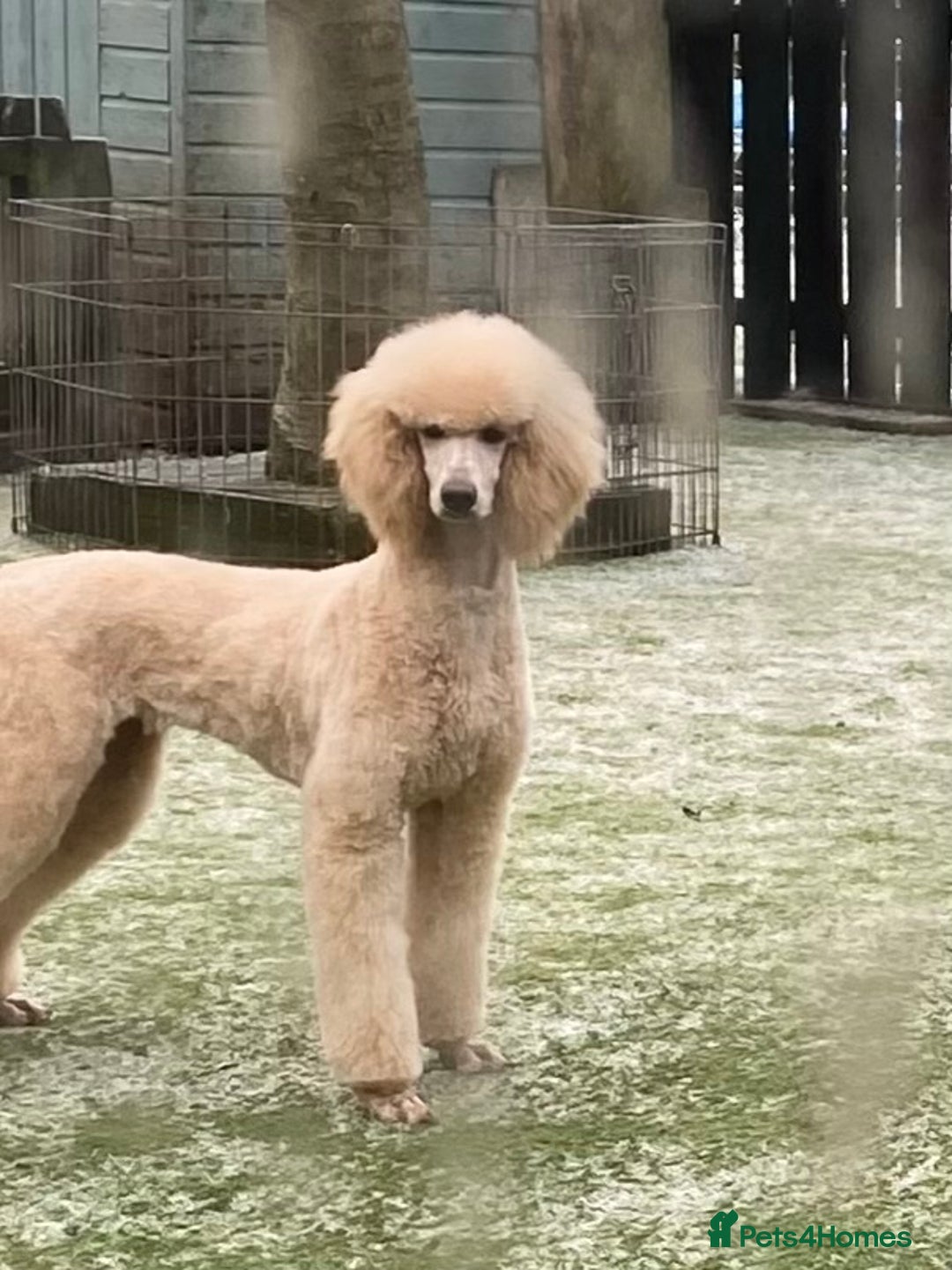 Goldendoodle dogs for sale: 💛F1 Castlecorrie Goldendoodle💛 - Advert 20