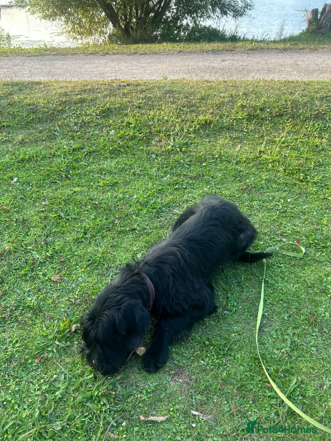 Giant Schnauzer dogs for sale: Kodie Boy available  - Advert 1