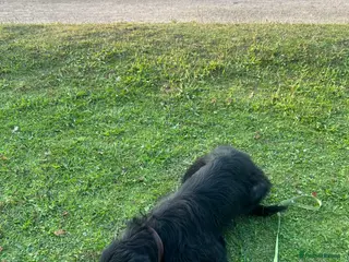 Giant Schnauzer dogs Kodie Boy available - Advert 2