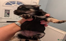 Chihuahua dogs for sale: Chihuahua  - Image 2