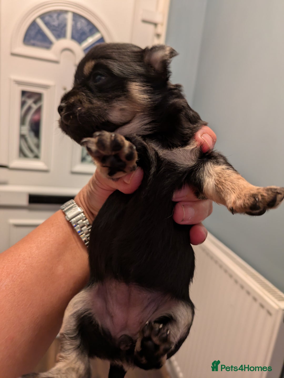 Chihuahua dogs for sale: Chihuahua  - Image 2
