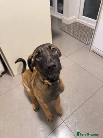 Belgian Shepherd Dog dogs - Advert 12