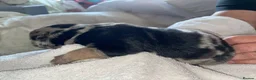 Mixed Breed dogs for sale: Cane shepherds - Advert 29