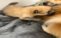 Pomeranian dogs for sale: READY 23RD December Pomeranian Puppy’s  - Advert 3