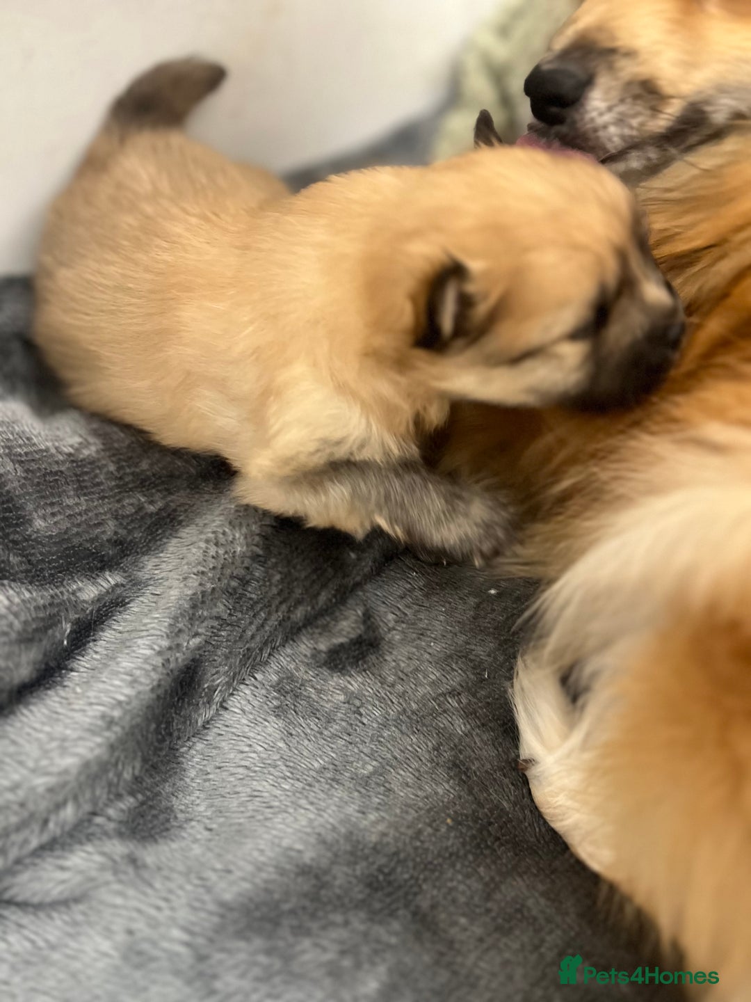 Pomeranian dogs for sale: READY 23RD December Pomeranian Puppy’s  - Advert 3