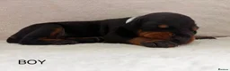 Dobermann dogs for sale: KC REGISTERED - DOBERMAN PUPPIES in Saint Helens - Advert 14