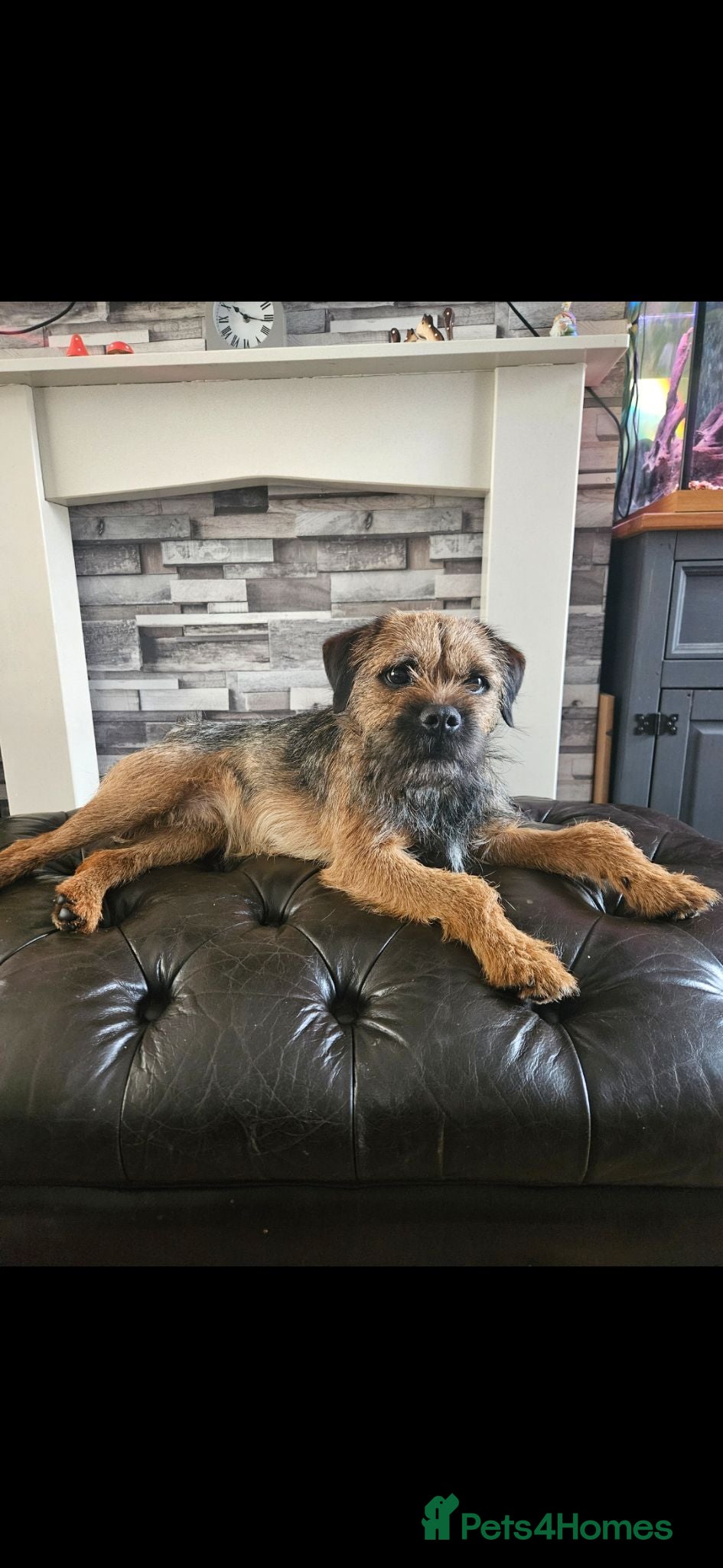 Border Terrier dogs Male border terrier. Please read all description  - Advert 4