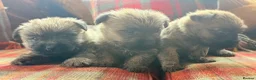 Cairn Terrier dogs for sale: Stunning KC reg cairn terrier pups  - Advert 14