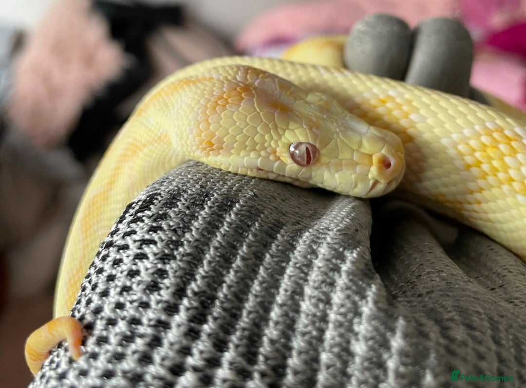Python Snake reptiles for sale: Albino Carpet Python Female with Vivarihm - Image 2