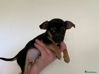 Jack Russell dogs Jack Russell - Advert 18