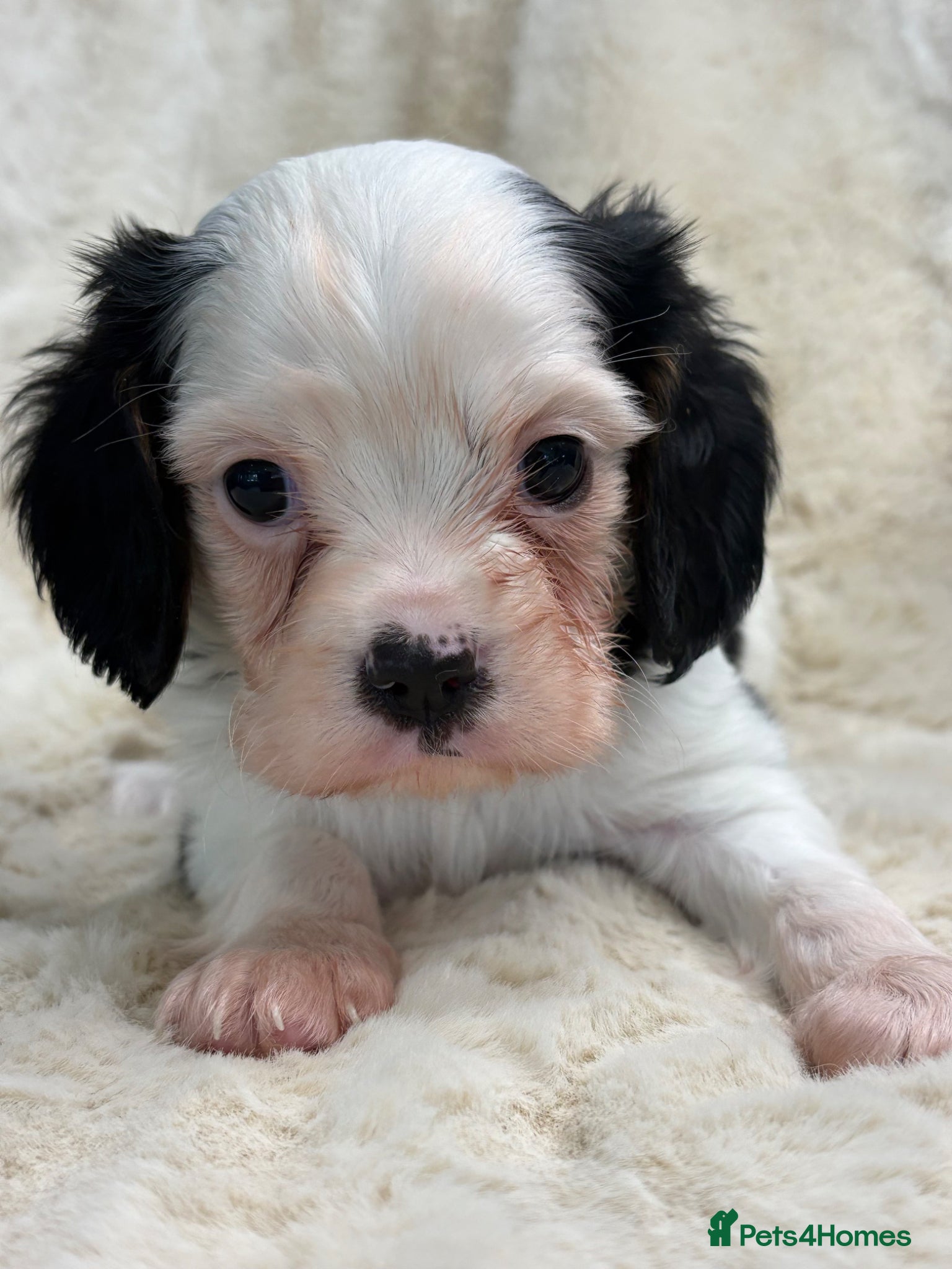 Cavalier King Charles Spaniel dogs Health tested cavalier pups  - Advert 2