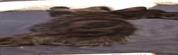 Mixed Breed cats for sale: 5 mixed breed 12 weeks kittens  - Advert 11