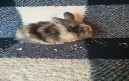 Lionhead rabbits for sale: Blue harlequin Mini lion lops  - Image 8