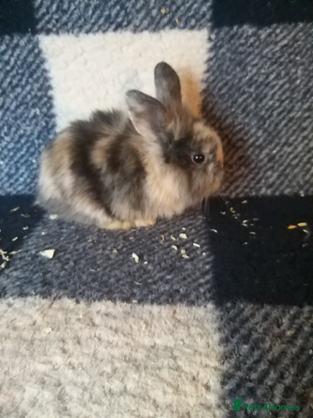 Lionhead rabbits for sale: Blue harlequin Mini lion lops  - Image 8