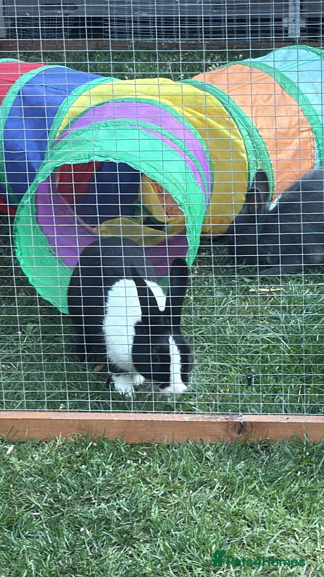 Mixed Breed rabbits for sale: Lionhead x Netherlands rabbits  - Advert 1