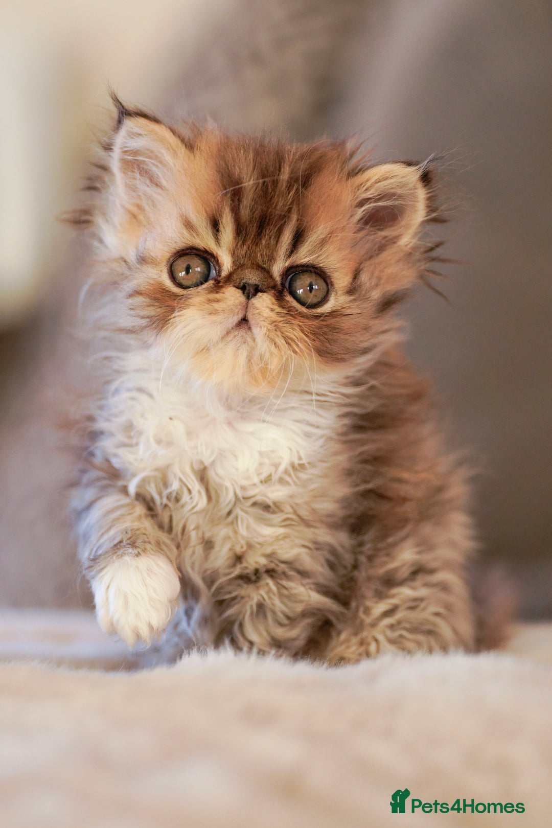 Persian cats for sale: Persian kittens  - Advert 9