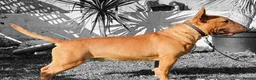 English Bull Terrier dogs for sale: Last remaining male Bull Terrier - Advert 10