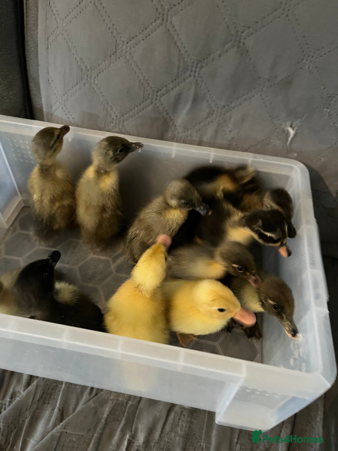 Ducks poultry for sale: Indian runner ducklings - Image 15