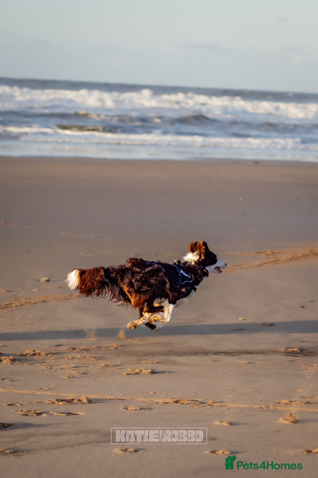 Border Collie dogs for stud: Chase - red & white BC for stud - Image 5