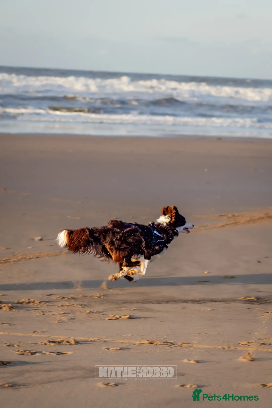 Border Collie dogs for stud: Chase border collie for stud PROVEN/HEALTH TESTED - Advert 5