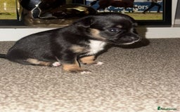 Mixed Breed dogs for sale: Beautiful Jack X Chihuha litter  - Image 6
