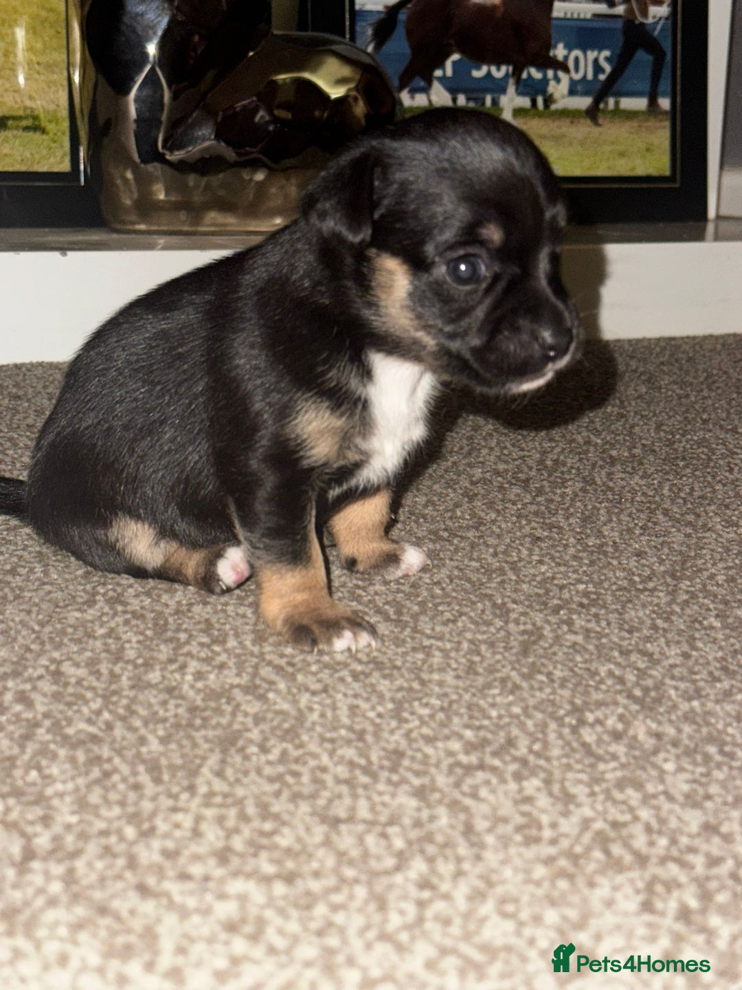 Mixed Breed dogs for sale: Beautiful Jack X Chihuha litter  - Image 6